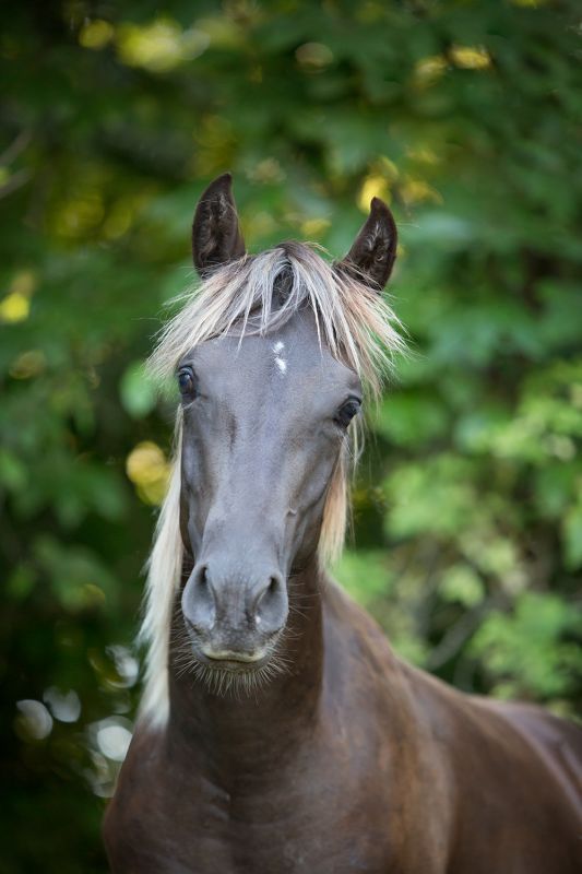 Doglight - Photographe pour chiens, chats, chevaux