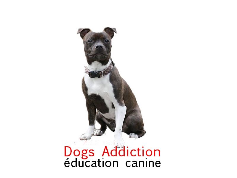 Dogs Addiction - éducation et comportement canin