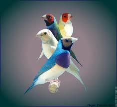 Oiseaux Passion Sàrl