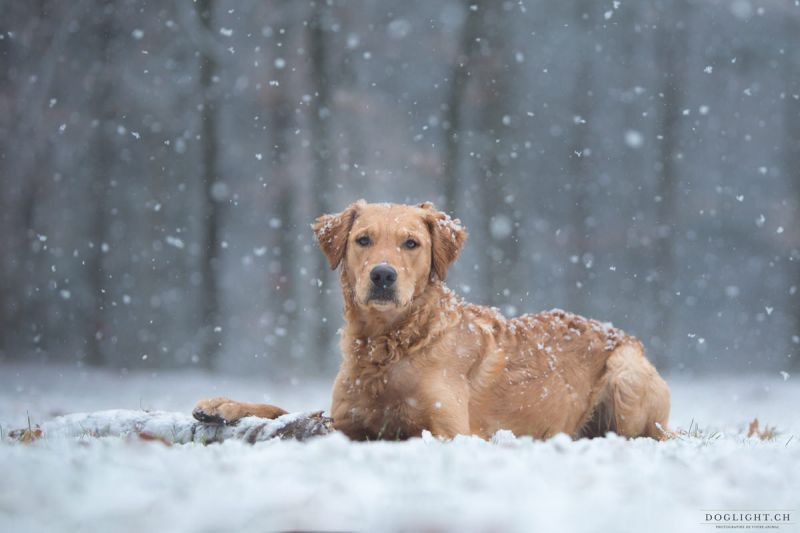 Doglight - Photographe pour chiens, chats, chevaux