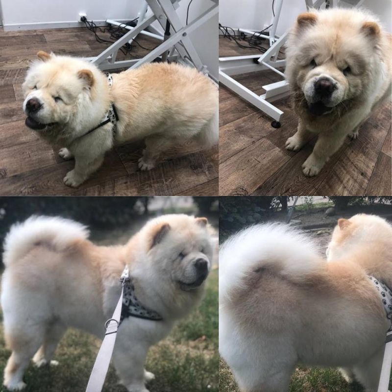 Salon de Toilettage TouTou Chic