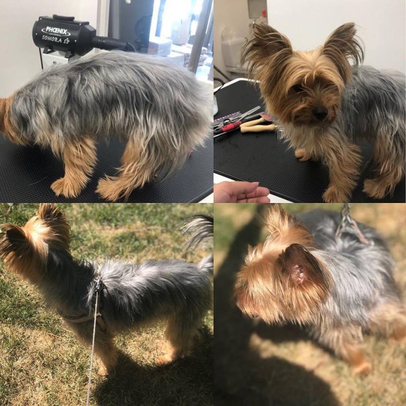 Salon de Toilettage TouTou Chic