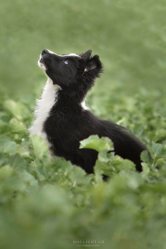 Doglight - Photographe pour chiens, chats, chevaux