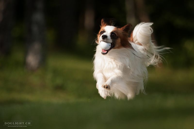 Doglight - Photographe pour chiens, chats, chevaux