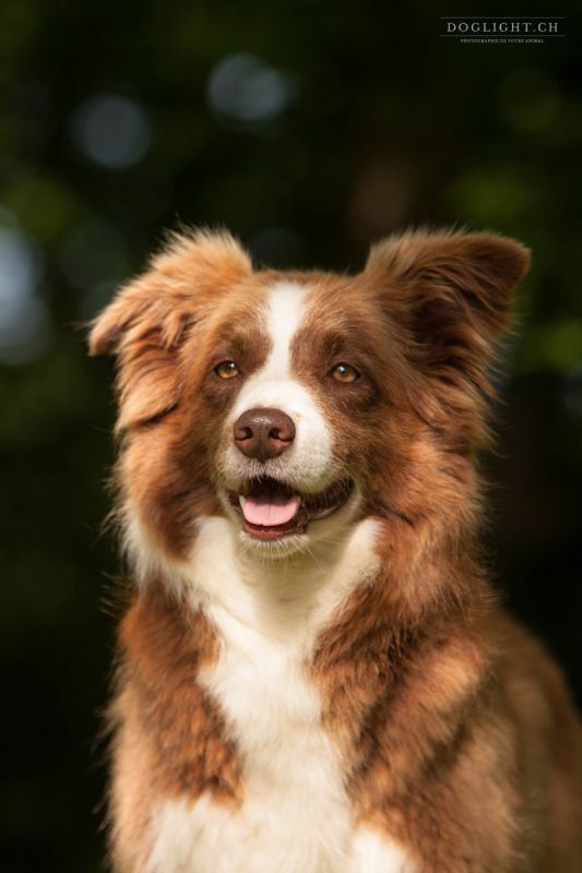 Doglight - Photographe pour chiens, chats, chevaux