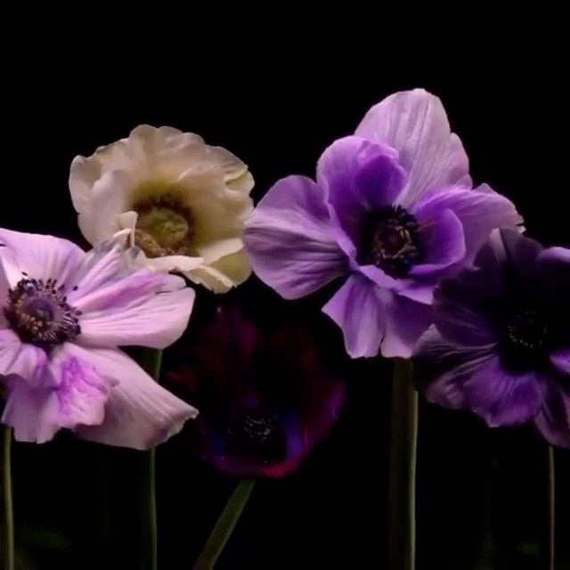 Flowers of Happiness GmbH