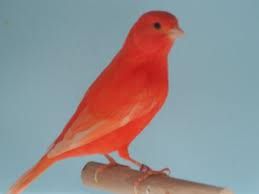 Oiseaux Passion Sàrl